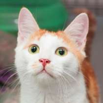 Сладкий Арбузик мечтает обрести дом и семью, в Москве