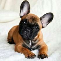 Французский бульдог Анапа, в Анапе