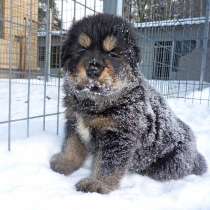 Тибетский мастиф - щенки, в Санкт-Петербурге