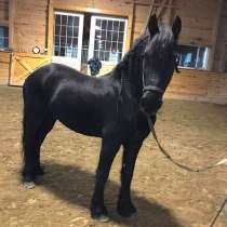 Красивая и гладкая верховая езда Friesian Mare, в г.Gennep