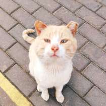 Котик ищет дом, в Москве