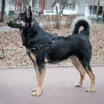 Лучше чем Джек-пот! Перед вами Джек-пёс!, в Москве