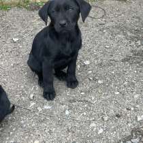 Щенки охотничьи. Пойнтеры, в Таганроге