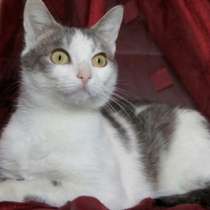 Отдам даром Ласковая, умная домашняя кошечка Ариша, в Москве