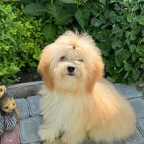 Maltipoo. Mini girl, в г.Грюнберг