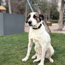 Невероятная собака Азик в самые добрые руки, в Москве