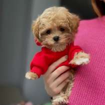 Мальтипу кремовый, в Москве