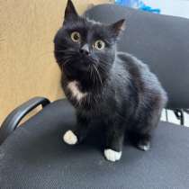 Кошка, в Оренбурге