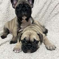 Продам щенков французского бульдога, в Красноярске