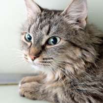 Разбитое сердце Майли, в Москве