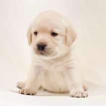 Лабрадор Смоленск, в Смоленске