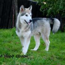 Перспективные щенки Аляскинского маламута, в Санкт-Петербурге