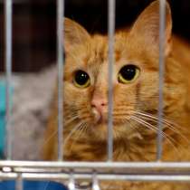 Кошка Алисинья ищет дом, в Москве