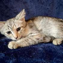 Маленький гномик котенок Принцесса в дар, в Москве