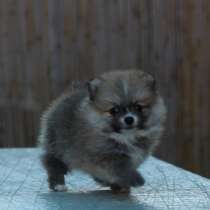 Девочка и мальчики померанского шпица, в г.Иерусалим