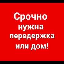 Помощь пострадавшим животным, в Санкт-Петербурге