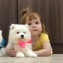 Мишутки Щеночки самоедской лайки), в Шарье