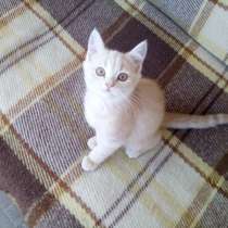 Шотландский Котёнок (Скоттиш-страйт), в Симферополе