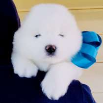 Белоснежные Ми-Ми мишки самоедики)!, в Брянске