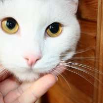 Андрей - спокойный белоснежный котик ищет дом, в г.Москва