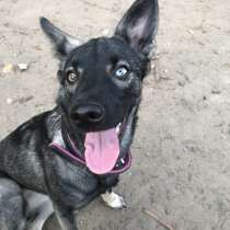 Щенок девочка с разноцветными глазами ищет дом, в Москве