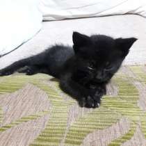 Малышка в добрые руки срочно, в г.Минск