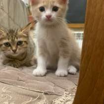 Котята в добрые руки, в Махачкале