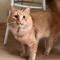 Рыжий кот Маркиз в добрые руки, в Саратове