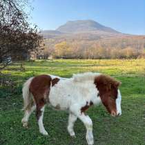 Пони кобылка, в Абинске
