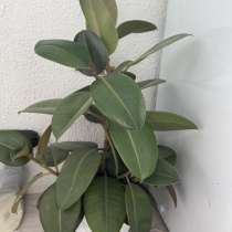 Фикус, в Нефтекамске