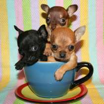 Чихуахуа Ярославль, в Ярославле