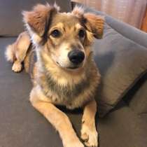 Шелли! Плюшевая мишка-малышка в поиске дома!, в Москве