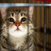 Прелестная Лона ищет дом, в Москве