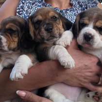 Щенки бигля, в Иркутске