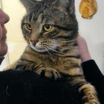 Кот батон ждёт своего человека, в Москве