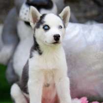 Продажа породистых щенков Хаски, в Москве