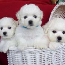 Бишон фризе Сахалин, в Южно-Сахалинске