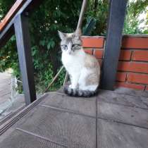 Пропала кормящая кошка Ксюша.1,5 г, в Чехове