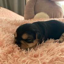 Щенята. Смесь чихуахуа и йоркширского терьера, в Липецке