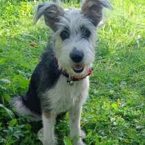 Отдам щенка, в г.Москва