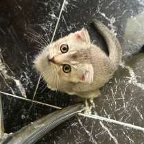 Котенок Британский, девочка, в Москве