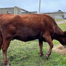 Корова, в Буйнакске