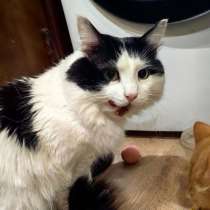 Кот Феликс в добрые руки, в Саратове