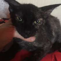 Сфинкс Гера, в Волгодонске