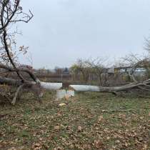 Спил деревьев, в Черкесске