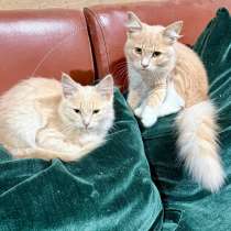 Котята в добрые руки, в Волжский