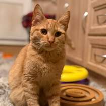 Хороший ласковый котёнок-рыжик, в г.Санкт-Петербург