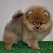 Pomeranian Pomeranian, в г.Иматра
