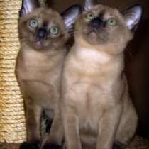 Тонкинские котята, в Санкт-Петербурге