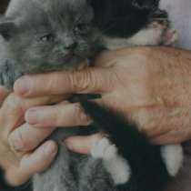 Котята девочки мама британка, в Челябинске